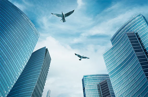 Birds fly the skies between skyscrapers and are at risk of not seeing the glass. IES Window Films offers bird strike film solutions.